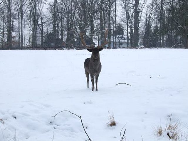 Foto Mufflon im Schnee