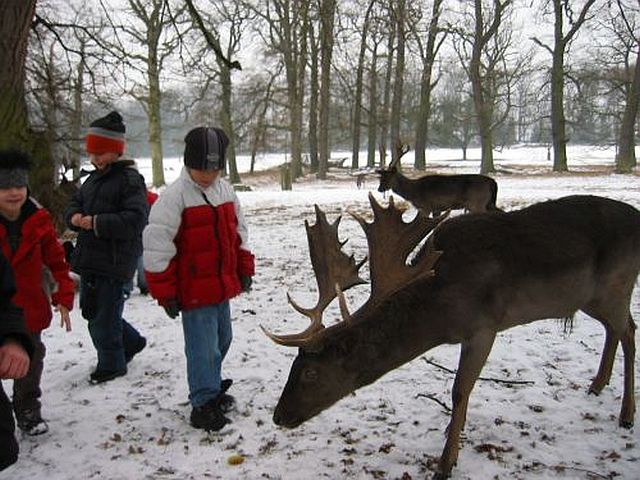 Foto Mufflons im Schnee 2