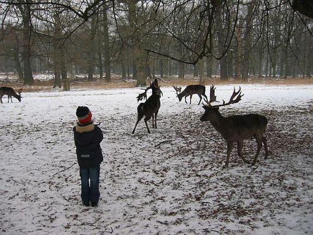 Foto Mufflons im Schnee 1